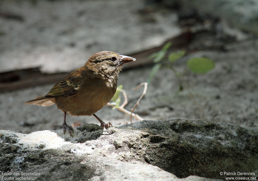 Foudi des Seychelles, identification