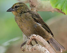 Foudi des Seychelles