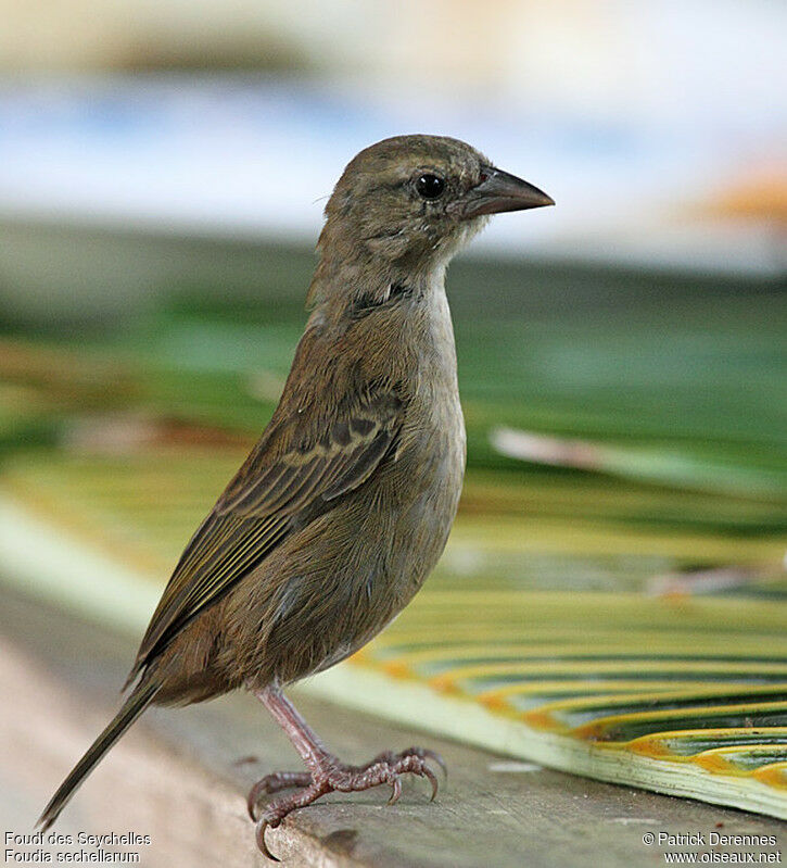 Seychelles Fody, identification