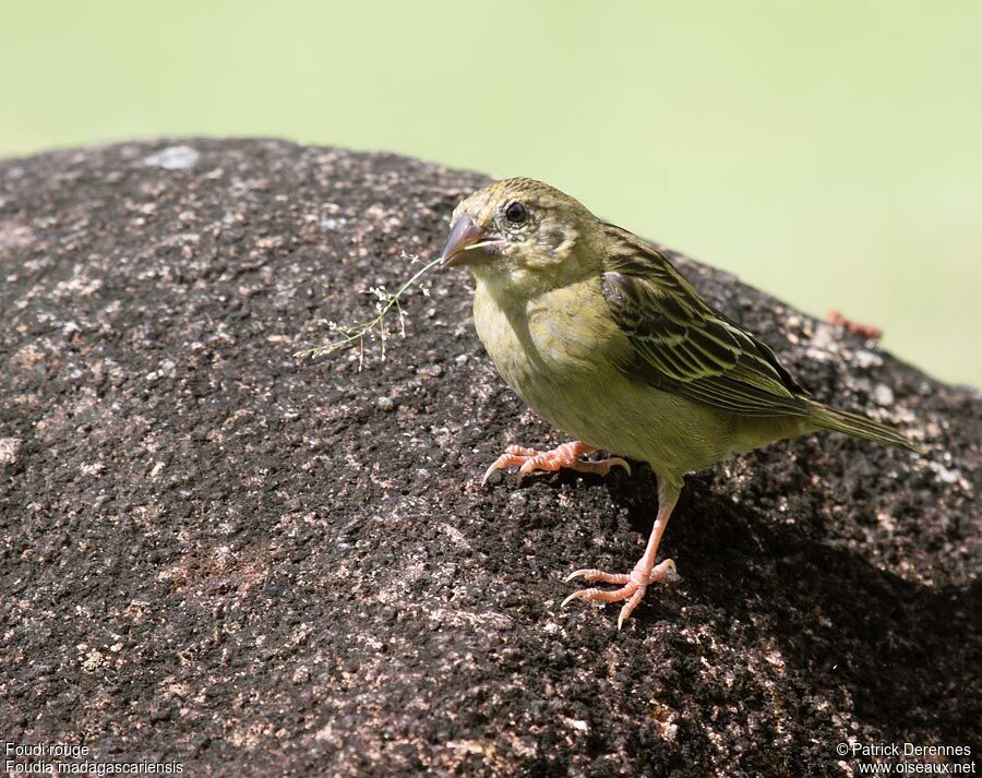 Red Fody female adult, identification, Reproduction-nesting, Behaviour