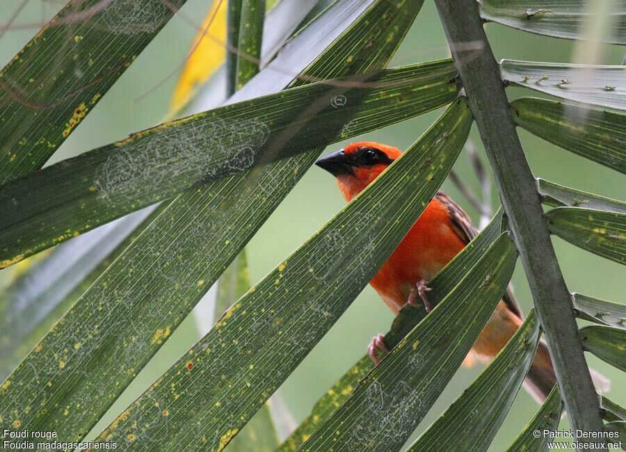 Foudi rouge mâle adulte, identification