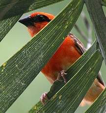 Foudi rouge