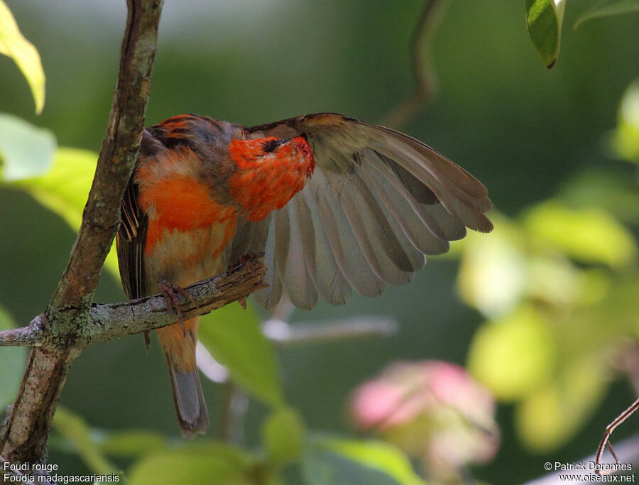 Foudi rouge mâle adulte, identification