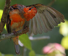 Foudi rouge