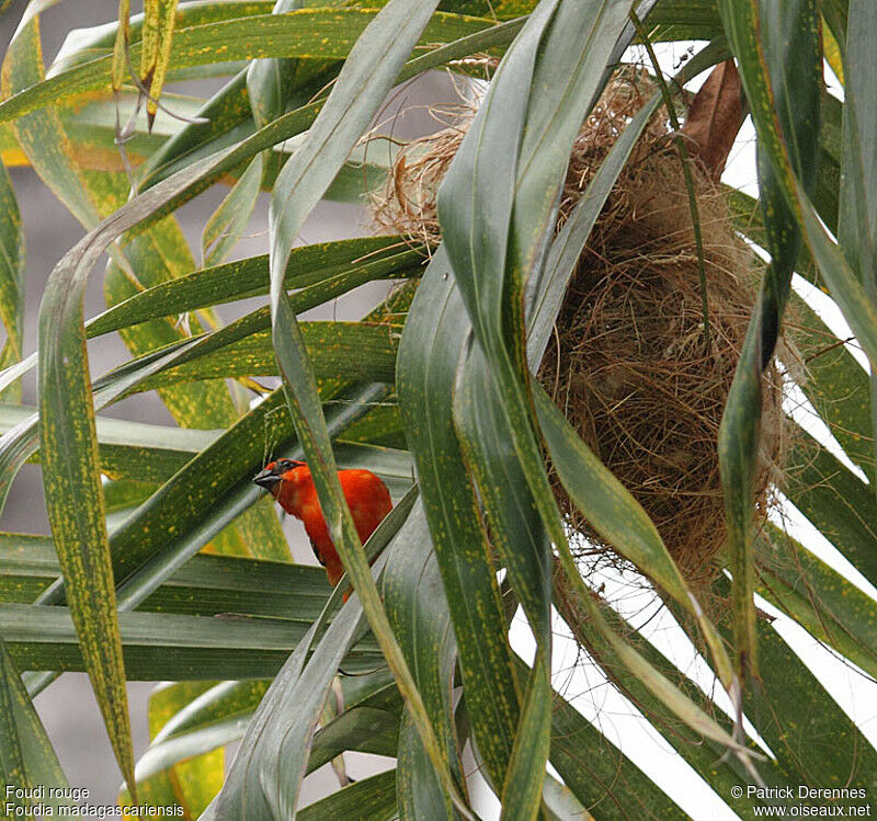 Red Fody male adult, identification, Reproduction-nesting, Behaviour