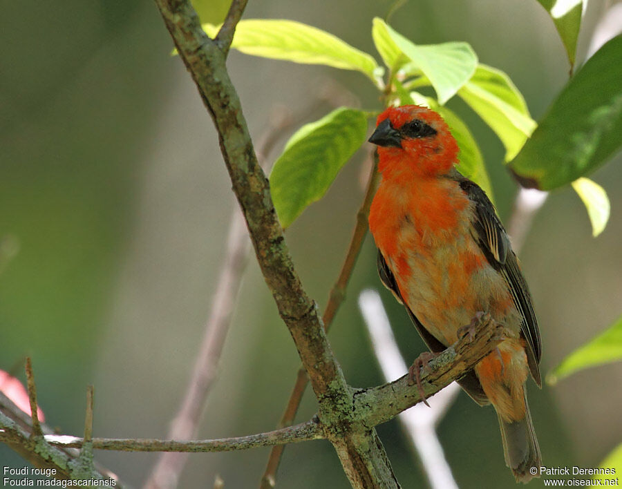 Red Fody male adult, identification