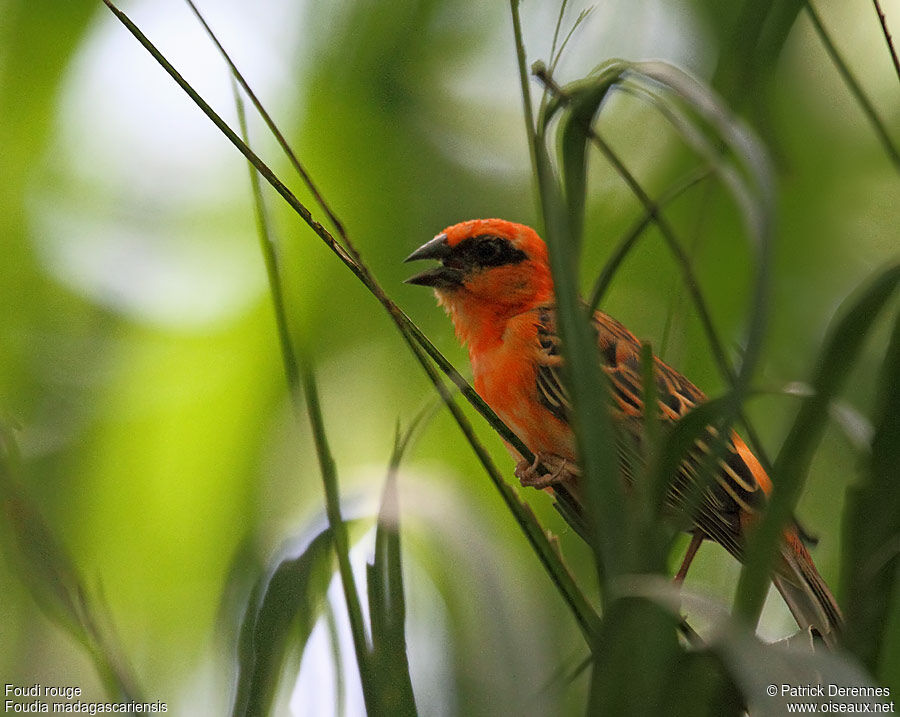 Red Fody male adult, identification, song