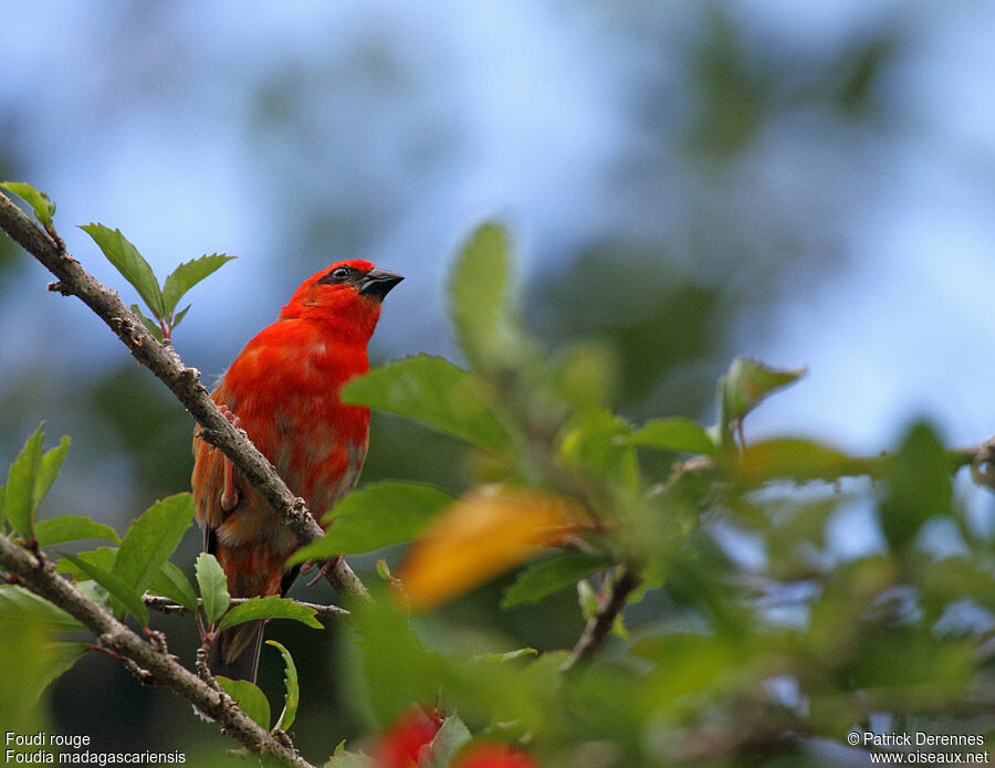 Foudi rouge mâle adulte, identification