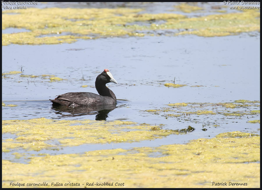 Red-knobbed Cootadult, identification