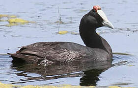 Red-knobbed Coot