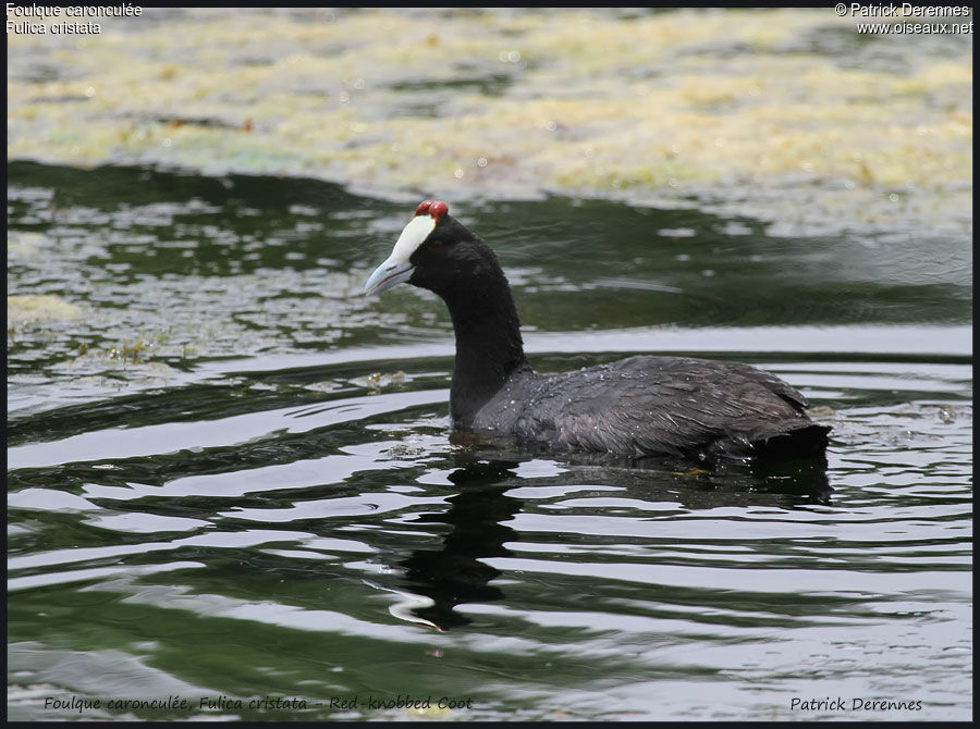 Red-knobbed Coot