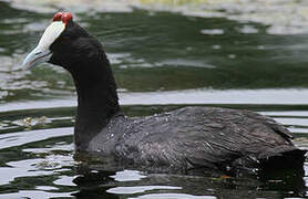 Red-knobbed Coot