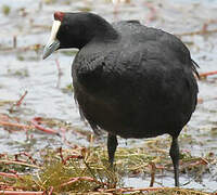 Red-knobbed Coot