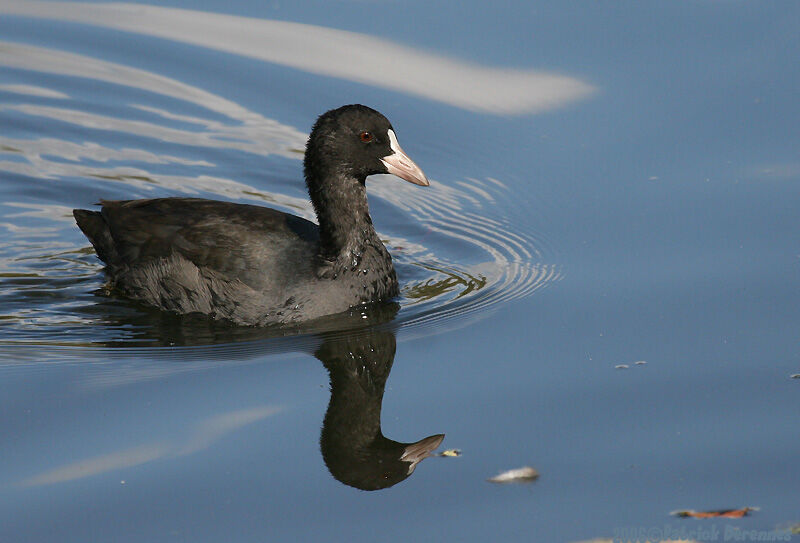 Eurasian Coot