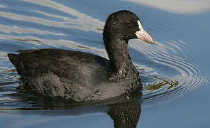 Eurasian Coot