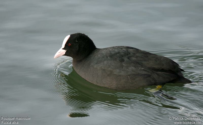 Eurasian Cootadult