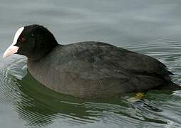 Eurasian Coot