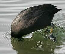 Eurasian Coot