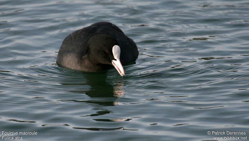 Foulque macrouleadulte