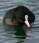 Eurasian Coot