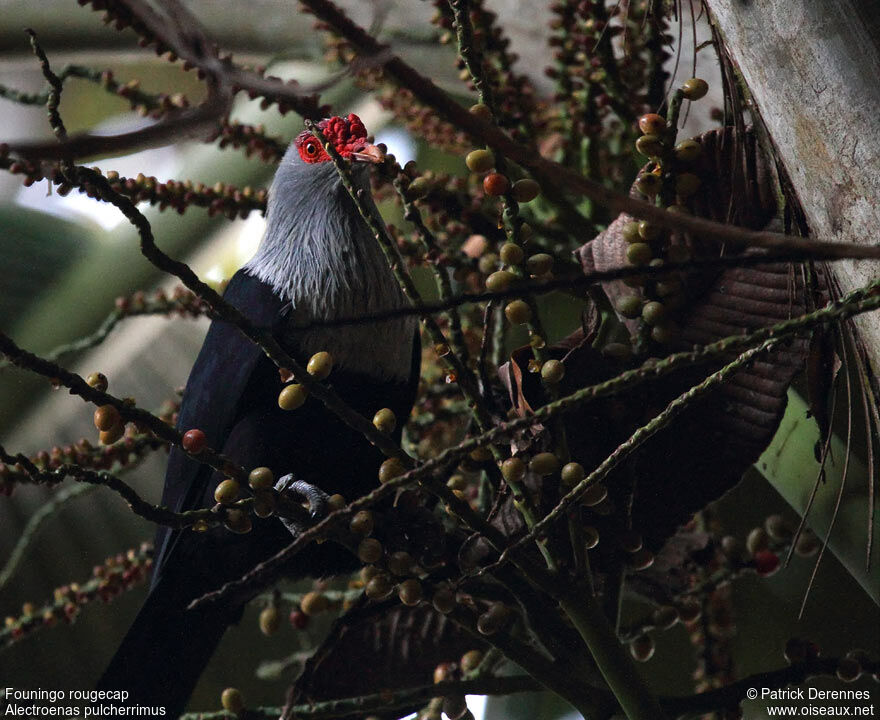 Seychelles Blue Pigeonadult, identification, feeding habits