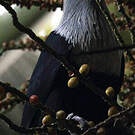 Founingo rougecap