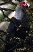 Seychelles Blue Pigeon