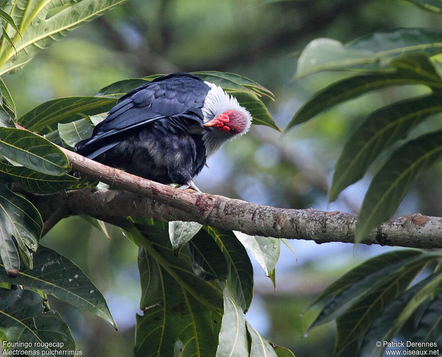 Seychelles Blue Pigeonadult breeding, identification