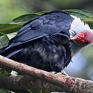 Founingo rougecap