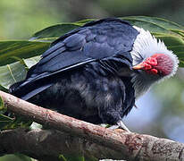 Seychelles Blue Pigeon