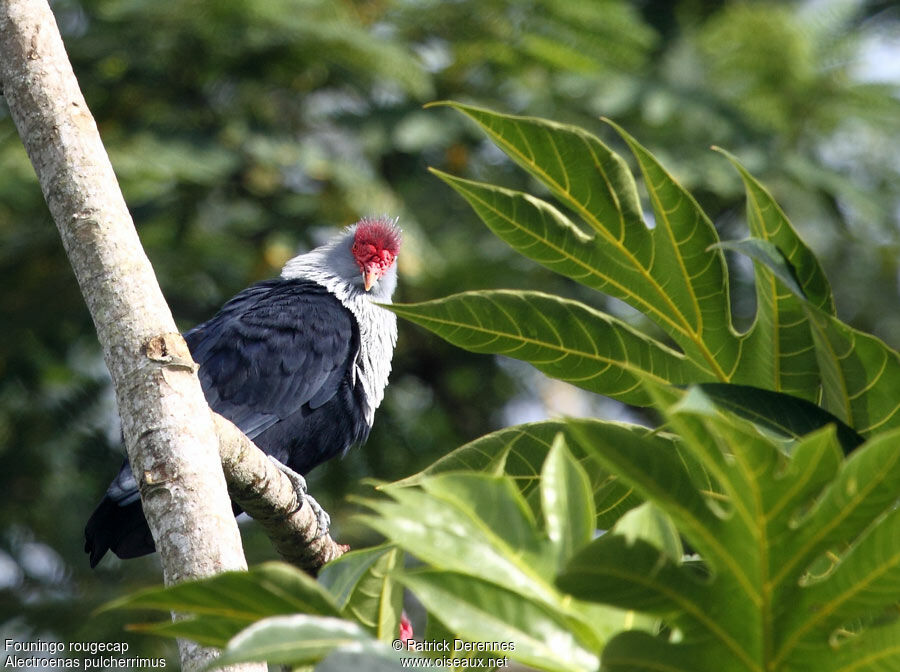 Seychelles Blue Pigeonadult breeding, identification