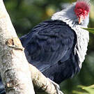 Founingo rougecap