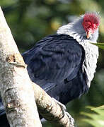 Seychelles Blue Pigeon