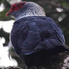 Founingo rougecap