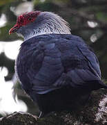 Seychelles Blue Pigeon