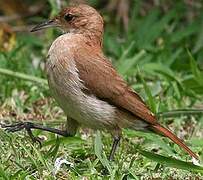 Rufous Hornero