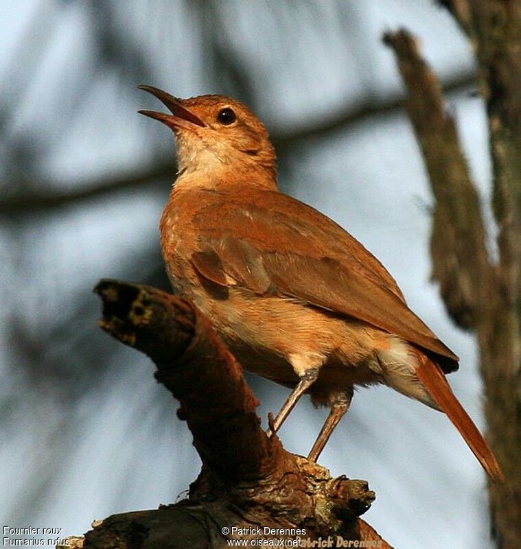 Rufous Horneroadult