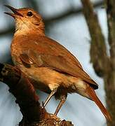 Rufous Hornero