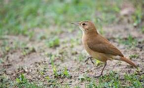 Rufous Hornero