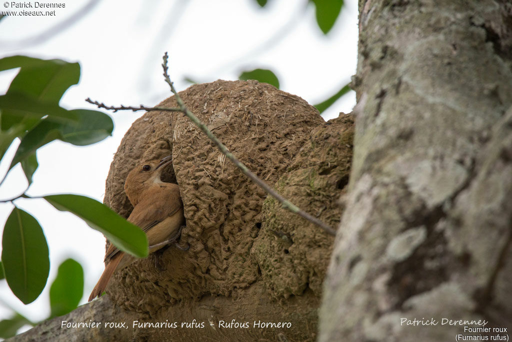 Rufous Hornero, identification, Reproduction-nesting