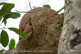 Rufous Hornero