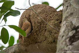 Rufous Hornero