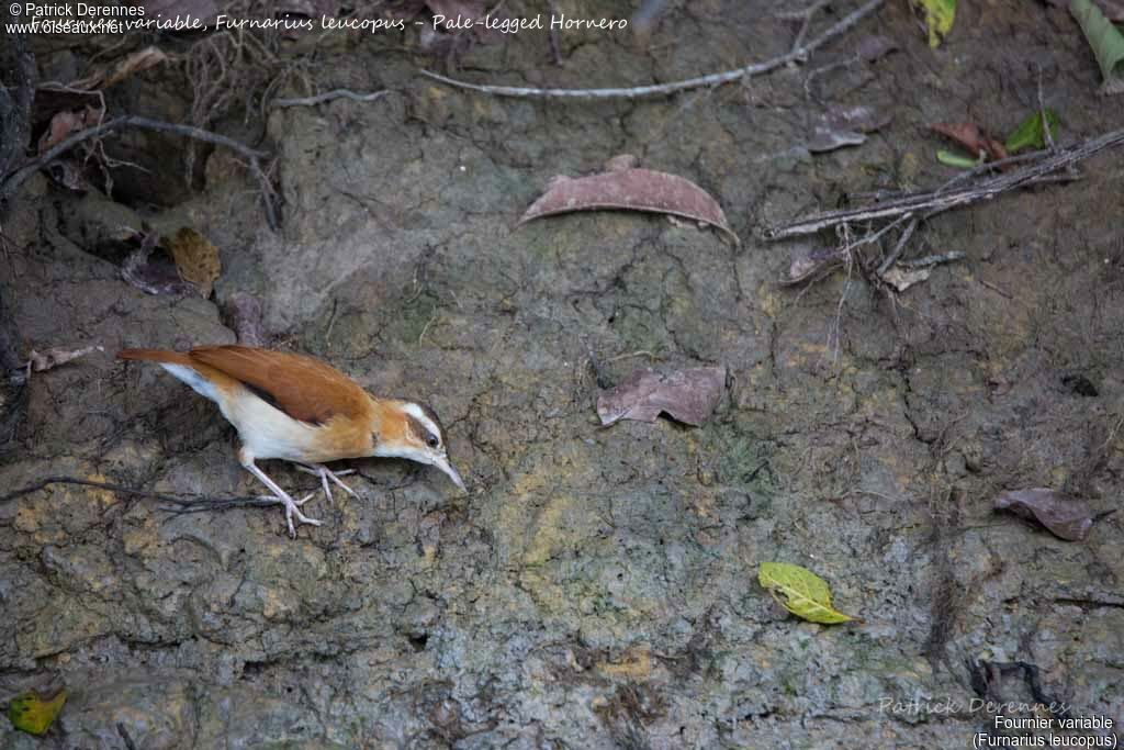 Pale-legged Hornero, identification, habitat