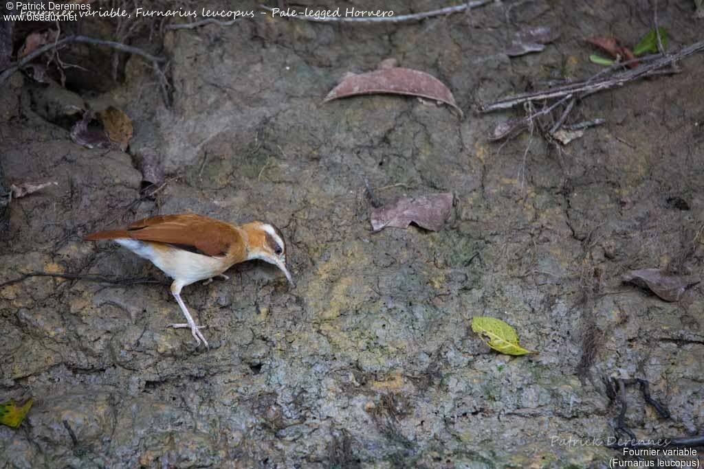 Fournier variable, identification, habitat