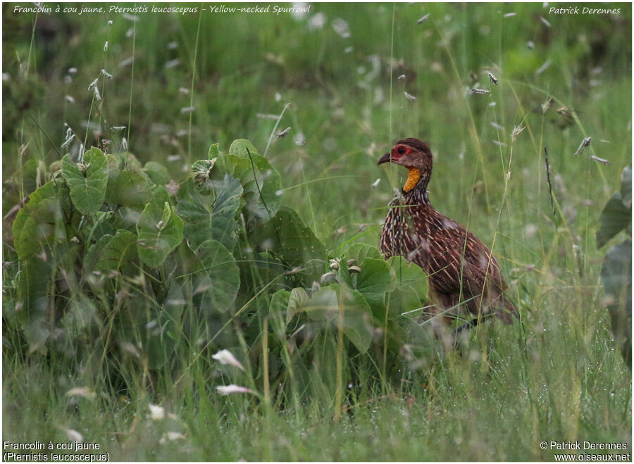 Francolin à cou jauneadulte, identification