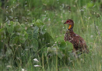 Francolin à cou jaune