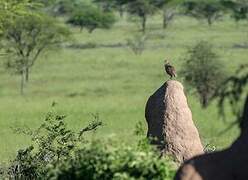 Yellow-necked Spurfowl