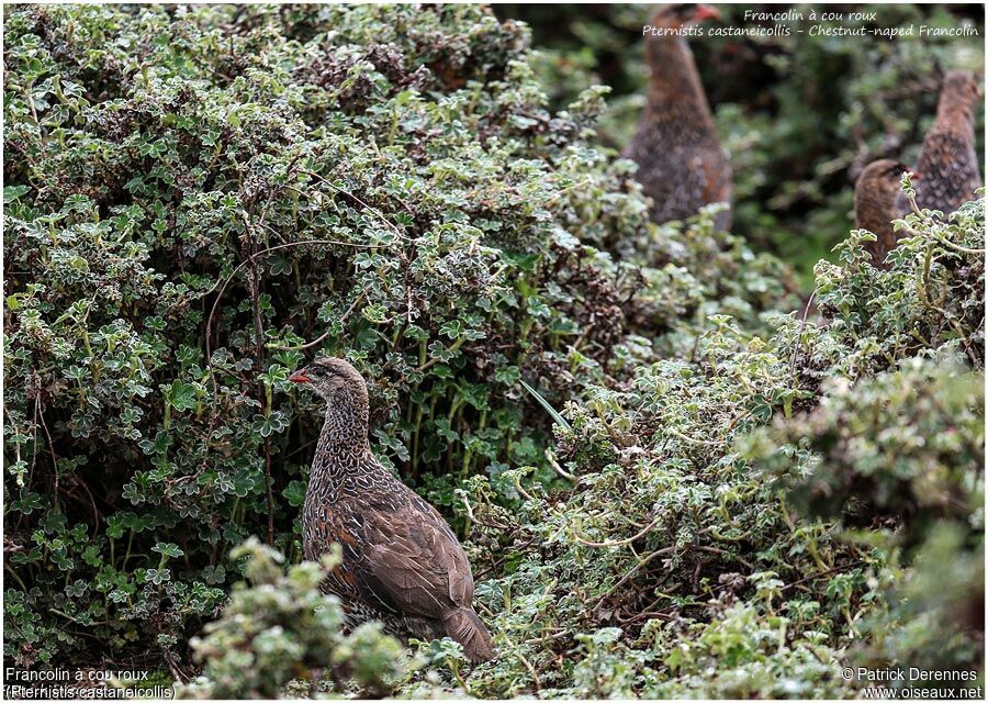 Francolin à cou rouxadulte, identification