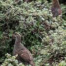 Francolin à cou roux