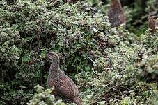 Francolin à cou roux